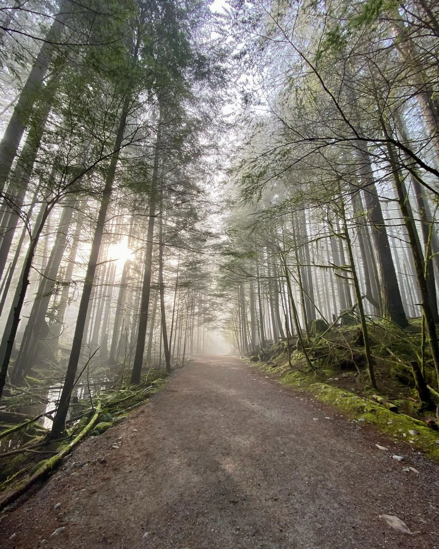 Sunlight filtering through trees along a peaceful forest path