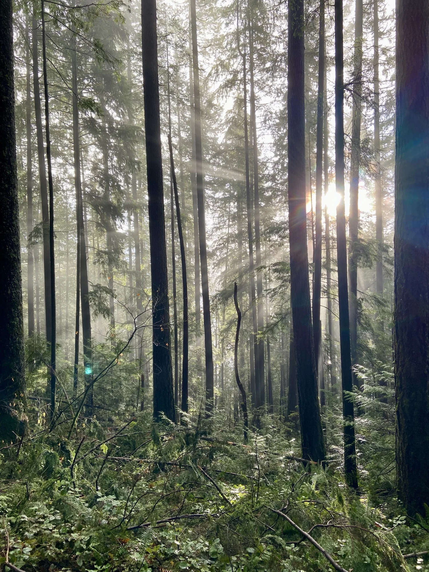 Warm sunlight falling through tall forest trees