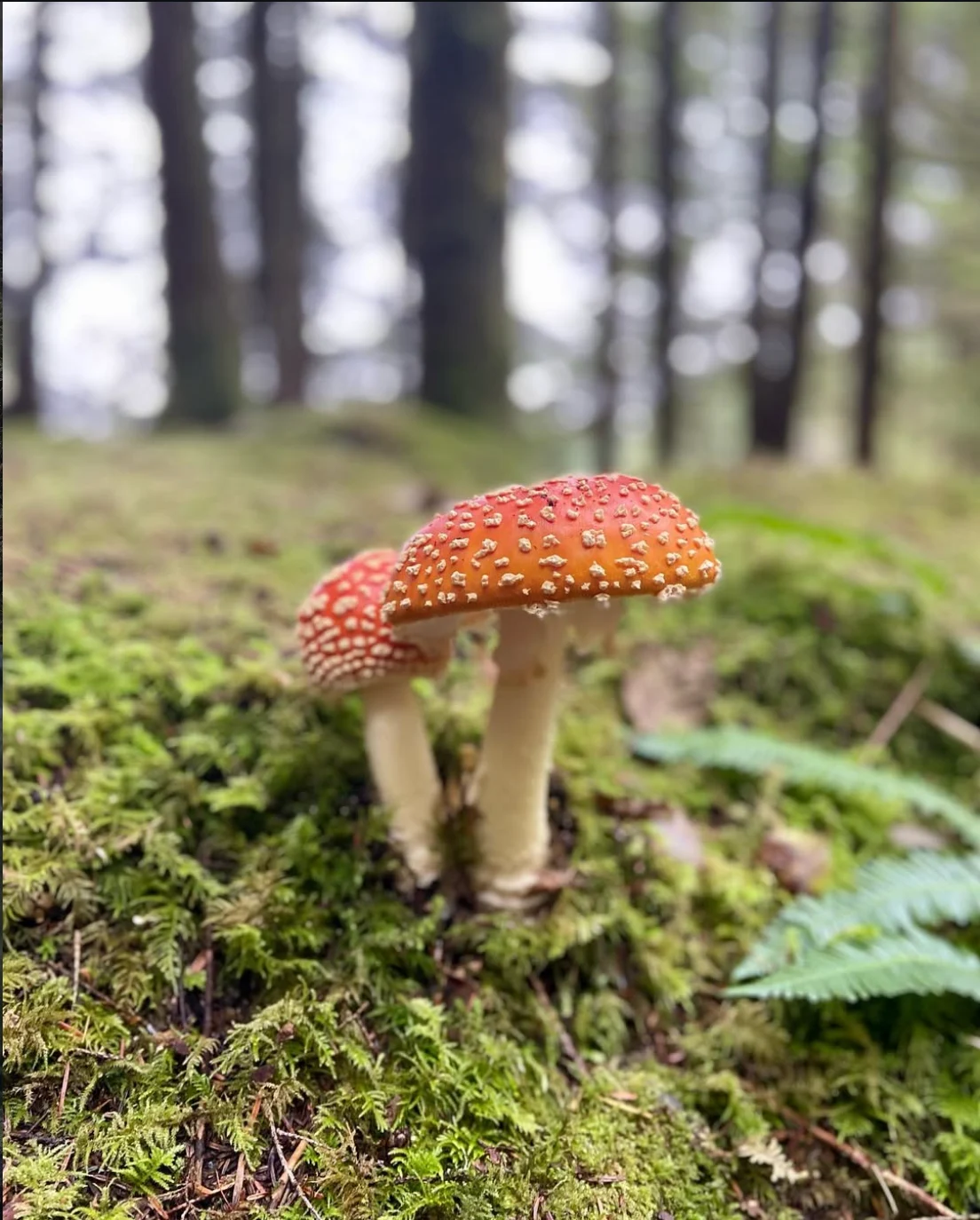 A red mushroom with white spots growing on the mossy forest floor