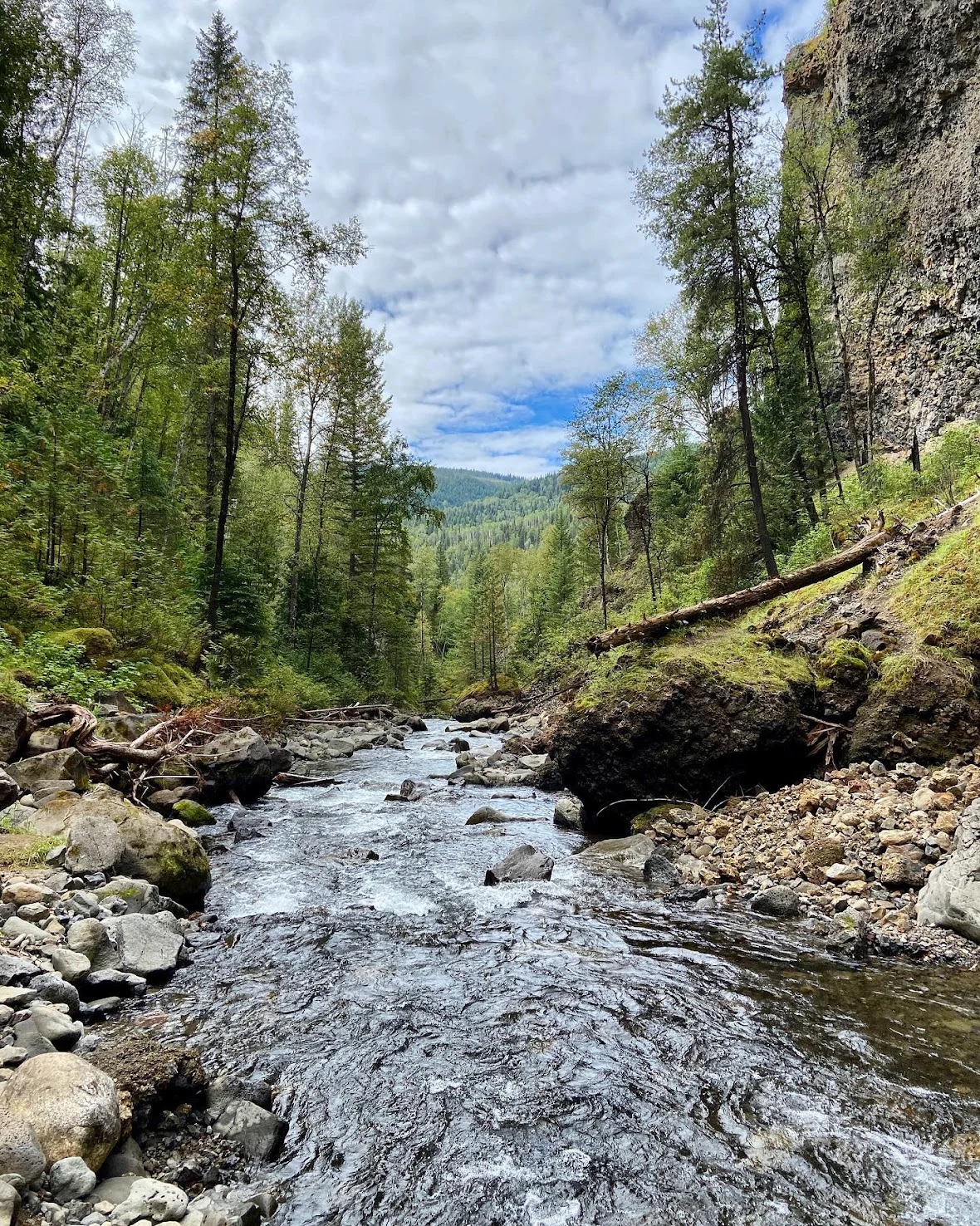 A clear river winding through a lush forest
